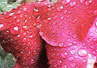 h_petals