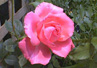 h_pinkrose