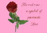 h_redrose